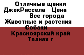 Отличные щенки ДжекРассела › Цена ­ 50 000 - Все города Животные и растения » Собаки   . Красноярский край,Талнах г.